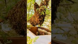 ?Attrapez un grand essaim d’abeilles ??تربية النحل للمبتدئين ????