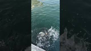 мечта рыбака, рыба кишит #shorts #fishing #рыбалка #sea