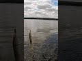 первый заброс щука #окунь #щука #судак #рыбалка