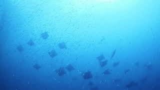 mobula rays at raja ampat