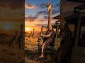 Giraffe Kiss Gone Wrong! 😂🦒 #wildlife #animals #facts #viralshorts #giraffe