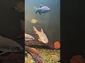 Ikan predator asli indo #hampala #predatorfish #ikanhias #megatank #aquarium