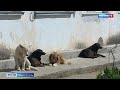 Жители Орловки отказываются от соседства с госприютом для бездомных животных