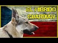 🇨🇿 EL PERRO LOBO CHECOSLOVACO 🐺 La peligrosa moda de lobos como mascotas