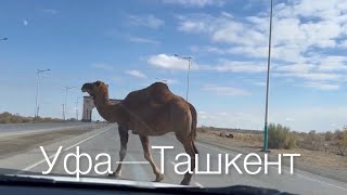 Уфа -Ташкент на машине , как прошёл границу с долгами на Госуслугах и зачем вообще поехал?