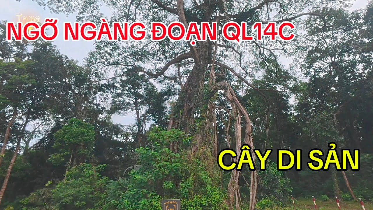 Đoạn Quốc Lộ 14c Tuyệt đẹp Sát Biên Giới .Cây Di Sản Bên Đường.