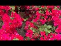 ブーゲンビリア💐の管理方法や育て方などを詳しく解説‼️❔