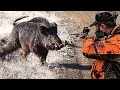 20 saniyede sürü bitti! Muhteşem yaban domuzu avı. Best wild boar hunting, hog hunts, pig hunter,