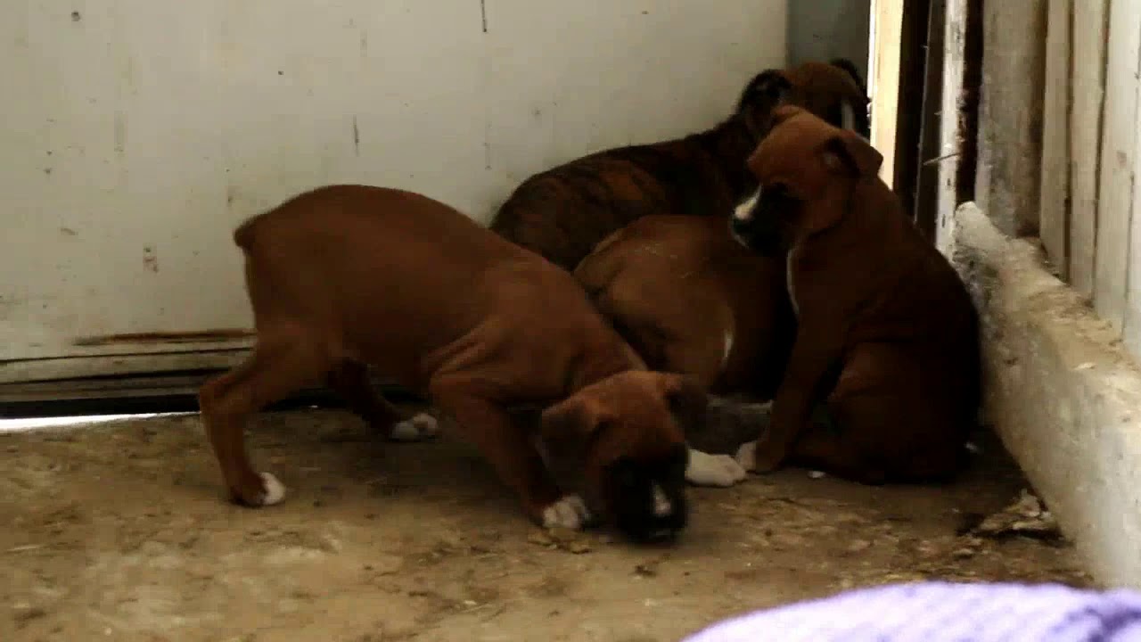 boxers for sale near me puppies boxers for sale near me puppies