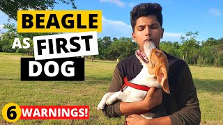 Why First Time Beagle Owners FAIL?