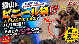 2026/8/21 【衝撃】猿山にビニール袋が! パパ登場でパンチくんはどうする？Plastic Bag on Mountain!DadArrive…What Will Punch-kunDo 