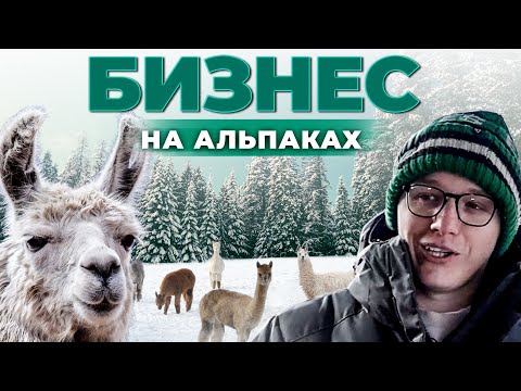 Заработок на ферме с альпаками | Животноводство и Бизнес | Агротуризм | Андрей Даниленко