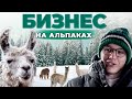 Заработок на ферме с альпаками | Животноводство и Бизнес | Агротуризм | Андрей Даниленко