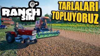 Ekti̇ği̇mi̇z Tarlalari Topluyoruz Ve Satiyoruz Ranch Simulator