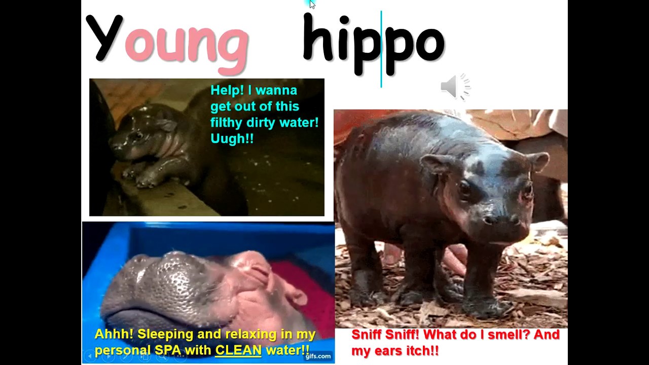 Journeys AMAZING ANIMALS easy story read along aloud ESL science kids