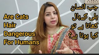 Are Cats hair dangerous for Humans | Cats k hair agr mou m chale jayen to kia hota hy |theCatsplanet