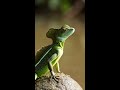 The Lizard's Ultimate Survival Trick Revealed
