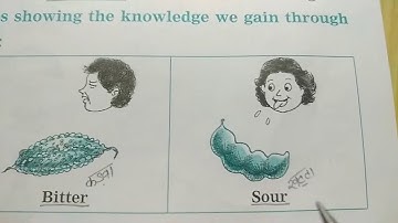 VIKAS EVS STD:2 UNIT:1 OUR BODY CHAPTER:2 OUR SENSE ORGANS