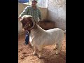 Boer cabras , características de un semental