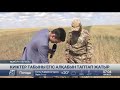 Ақмола облысындағы егіс алқабын киіктер табыны таптап жатыр