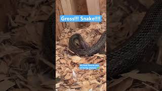 😱snake!! #backyardchickens #countrylife #chickencoop #chickens #snake #homestead #homesteading #yuk