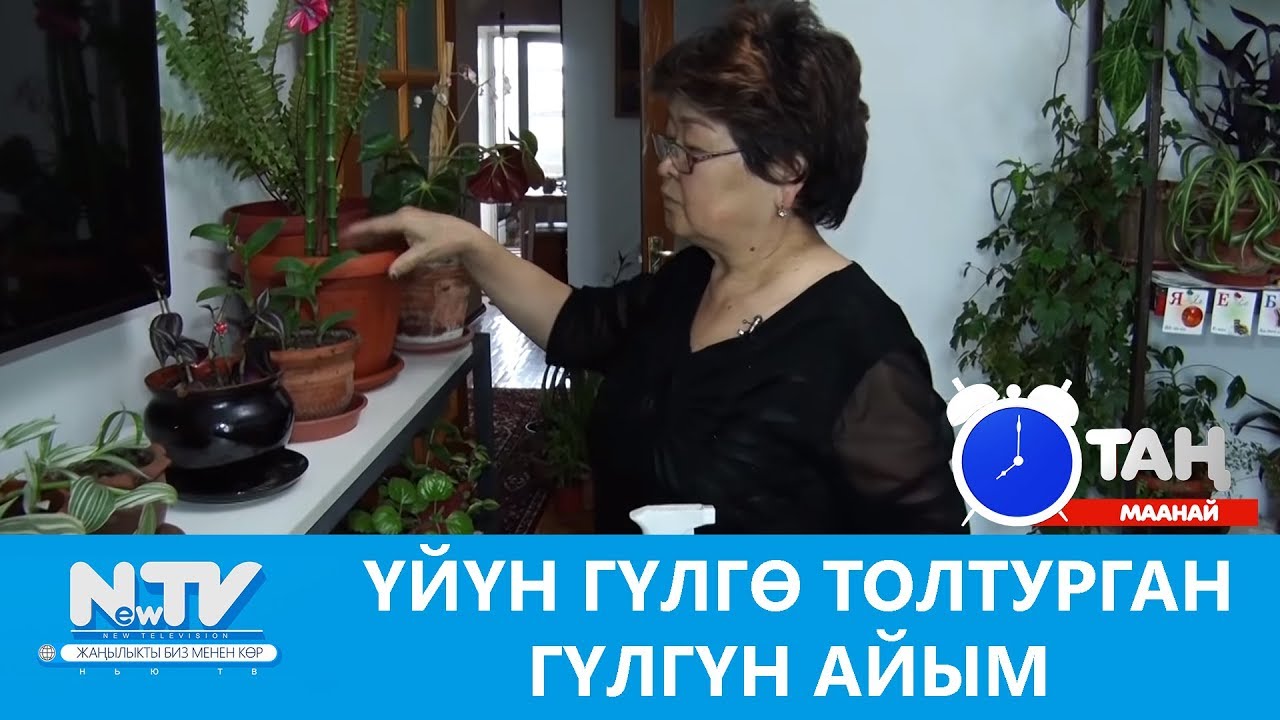 Үйүн гүлгө толтурган Гүлгүн айым.  Таң маанай