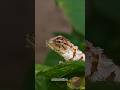 This is 🔥🔥 shot of a lizard 🦎 Natgeo 🔥 #shorts #photography #mobilephotography #wildlife