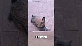 Bu Terslikte Bi İşlik Var 🤔
