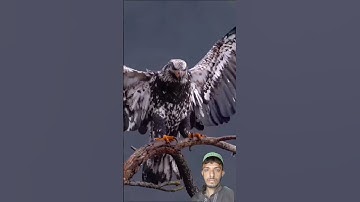 Surah Al.Ikhlaas #egzonibrahimi #سورة_الإخلاص #ikhlas #nature #islamicprayer #animals #shortvideo