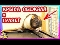 Как проходят вечера в изидоме / Сбежала крыса / Хомки гуляют / Ккот смешно спит / Alisa Easy Pets