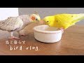 おやつ独り占め 歌の練習? ブラーバ オカメとセキセイの日常 Cockatiel Budgie vlog