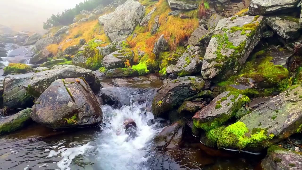 Mossy River Ambience Nature Sounds and Peaceful Relaxing Music