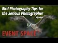 Bird Photography Tips for the Serious Photographer: Highlight