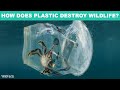 7 Horrible Things That Plastic Causes In The Ocean