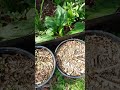 Garden Walk April 1st week: Lillies, Peonies, Coreopsis,Echinaecia...