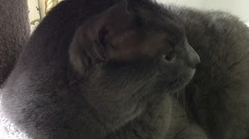 Cat Reverse Sneezing (mild) - 1