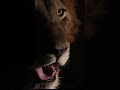 One look is all it takes | Lion Sands Game Reserve | Sabi Sands | South Africa #lion