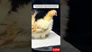Chick Saved from Dog’s Mouth 😳❤️ #Shorts