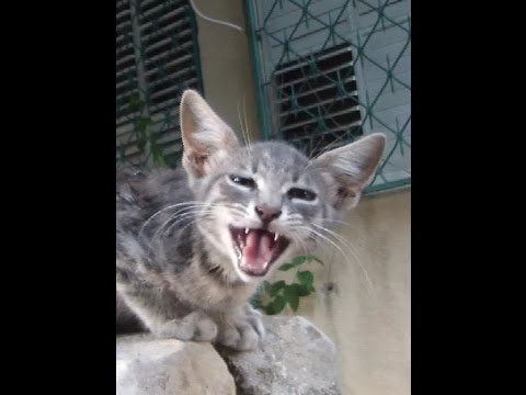 KITTEN CRYING FOR HELP - YouTube