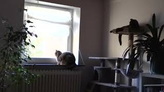 Cats waiting for the Easterbunny by Benjamin Tobies 7 views 1 month ago 3 minutes, 26 seconds