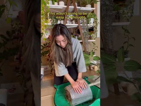 Video: Ficus ampelous: foto, penerangan dan penjagaan di rumah