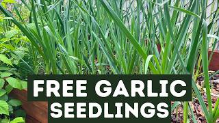 Free Garlic showed up in my garden and I almost pulled it out 😱🧄