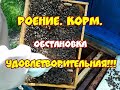 РОЕНИЕ. КОРМ. СОСТОЯНИЕ УДОВЛЕТВОРИТЕЛЬНОЕ...