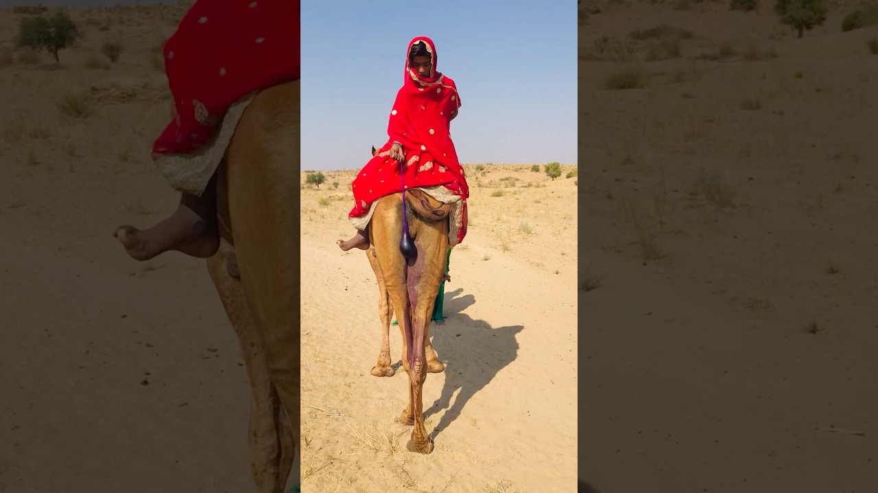 You Won't Believe What This Camel Did! #shorts