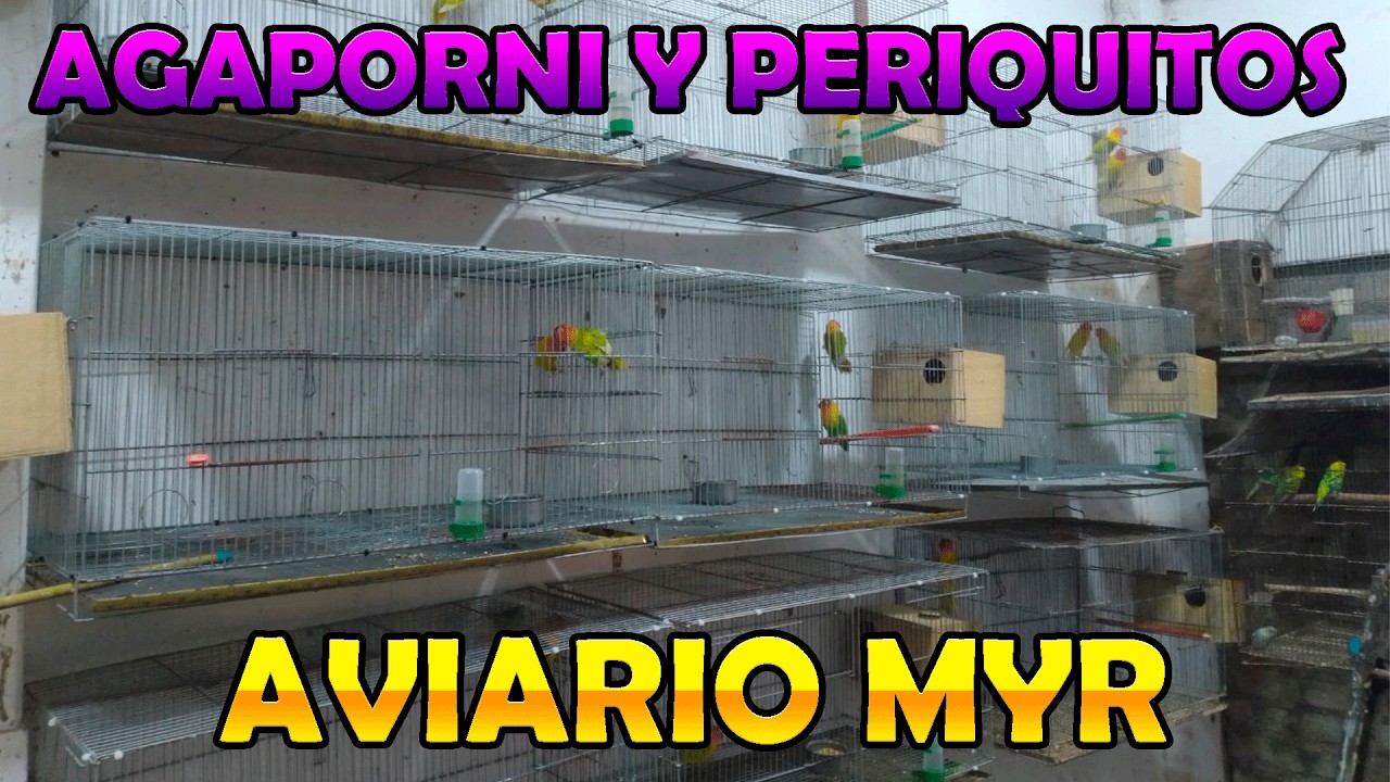 VISITANDO EL AVIARIO DE MYR ,AGAPORNIS, PERIQUITOS Y MAS #27😎😎😎