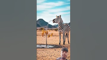 zebra saved the block plum tree from drying up by watering it 😭#ai #save #tree #zebra #plants