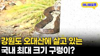 우리나라에서 가장 큰 영물 구렁이가 살고 있다는 오대산! 직접 찾아가 봤다ㅣKBS 아마도 마지막 존재 221116 방송