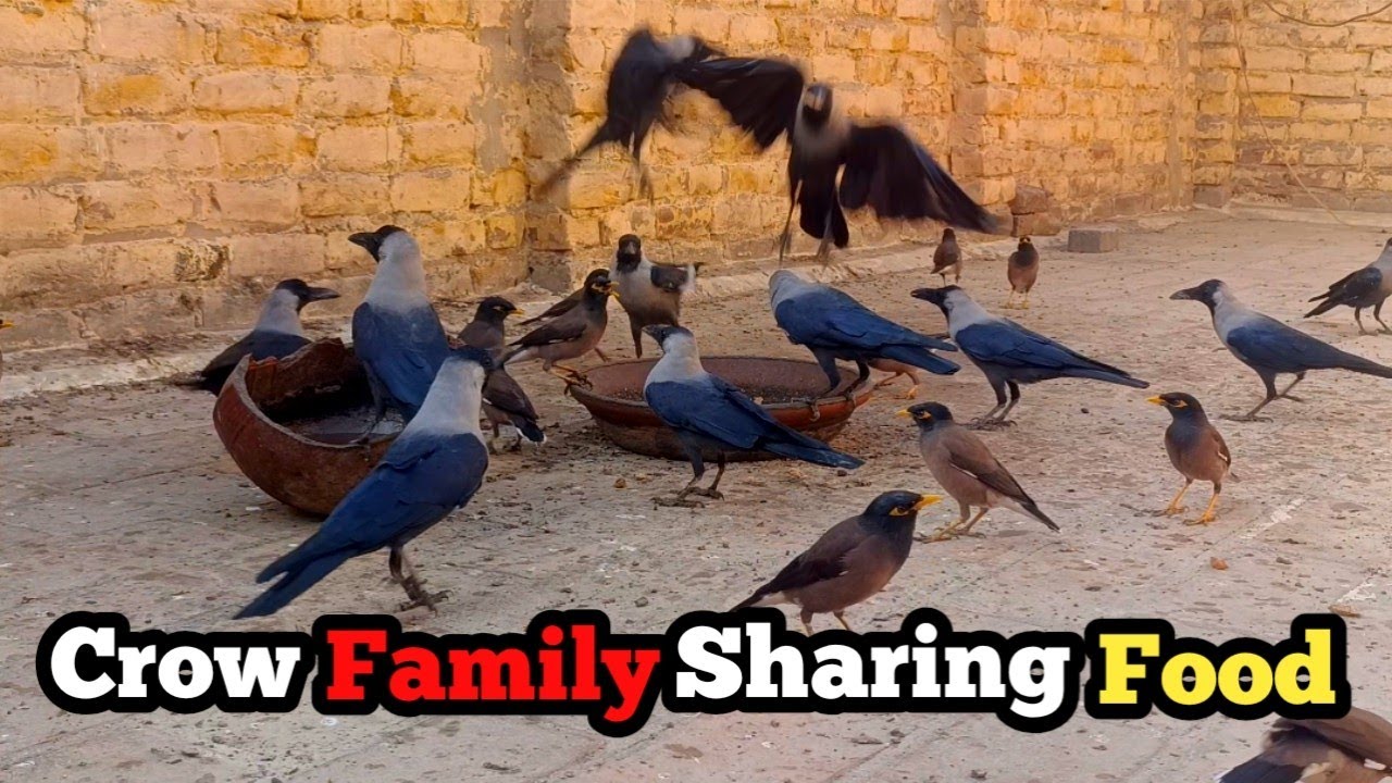 Crow Family Sharing Food | Lovely Calm Morning Nature