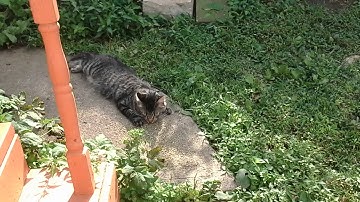 Romeo & Juliet feral cats on catnip for the 1st time