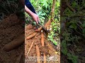 See How Versatile Cassava Roots Are Harvested See How Versatile Cassava Roots Are Harvested